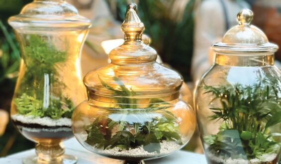 Jungle in a Jar
