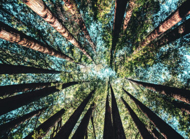 CHASING GREEN JUSTICE