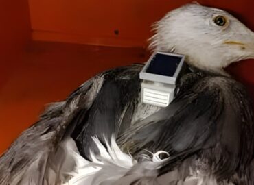 The ‘spy’ seagull mystery