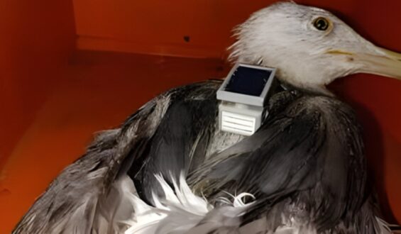 The ‘spy’ seagull mystery